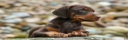 Doberman Pinscher dogs for sale:  Griffin 🐶 - Ad 4