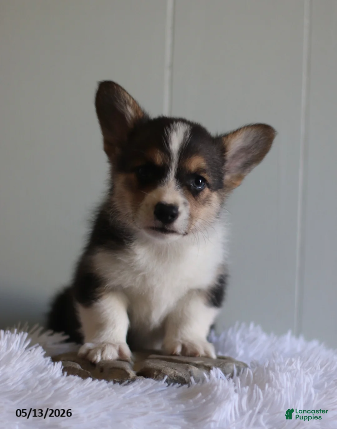 Welsh Corgi Pembroke dogs for sale: Cory - Ad 2