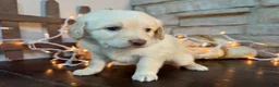 Mixed Breed dogs for sale: Butterscotch (Girl) - Ad 3