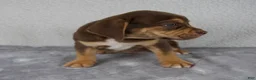 Beabull dogs for sale: Rocky - Ad 7