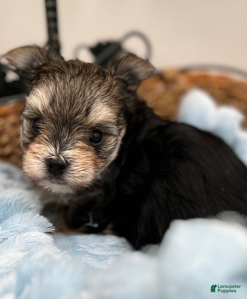 Morkie dogs for sale: Mick - Ad 1