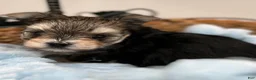 Morkie dogs for sale: Mick - Ad 1