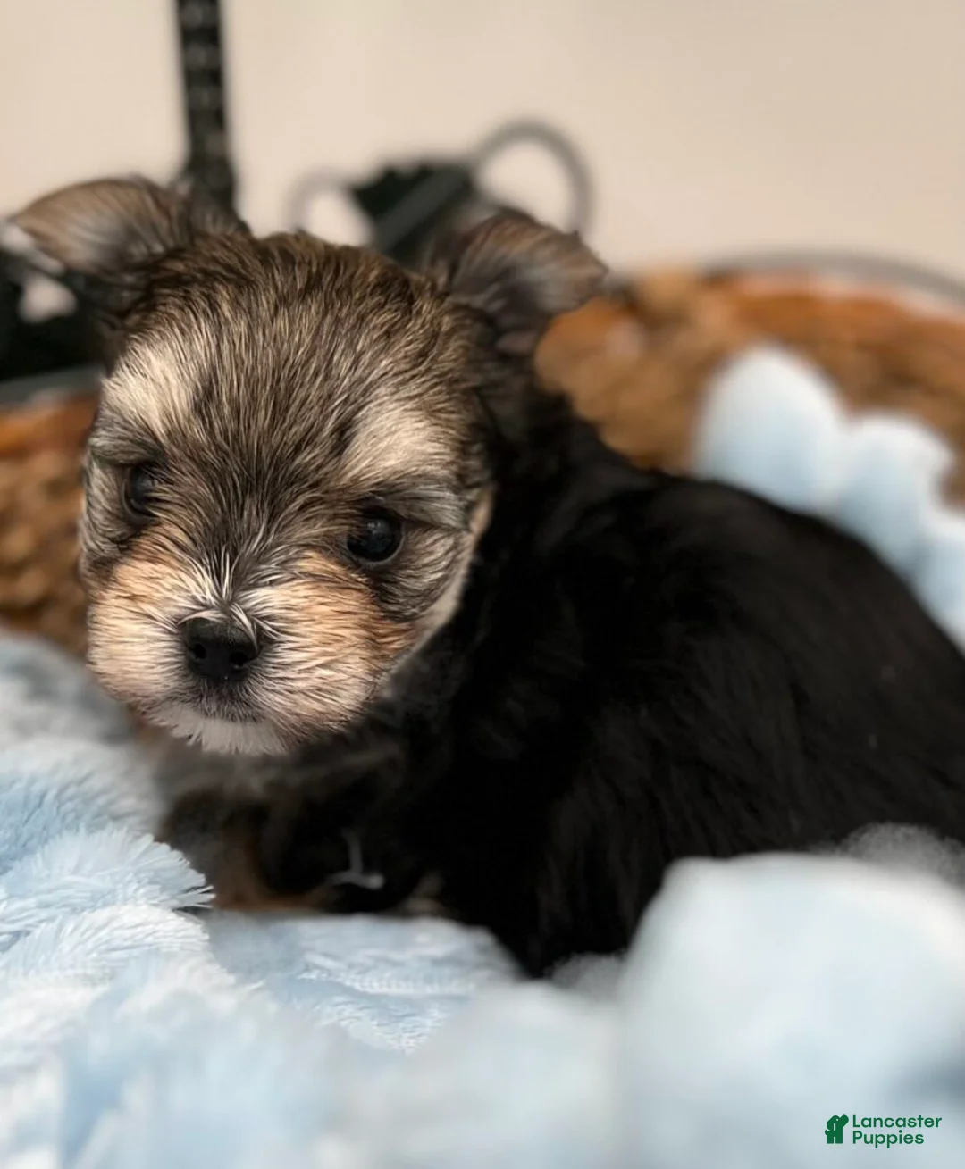 Morkie dogs for sale: Mick - Ad 1