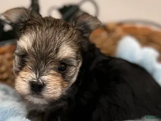 Morkie dogs Mick - Ad 6