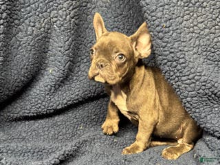 French Bulldog dogs for sale: Cookie - Ad 1