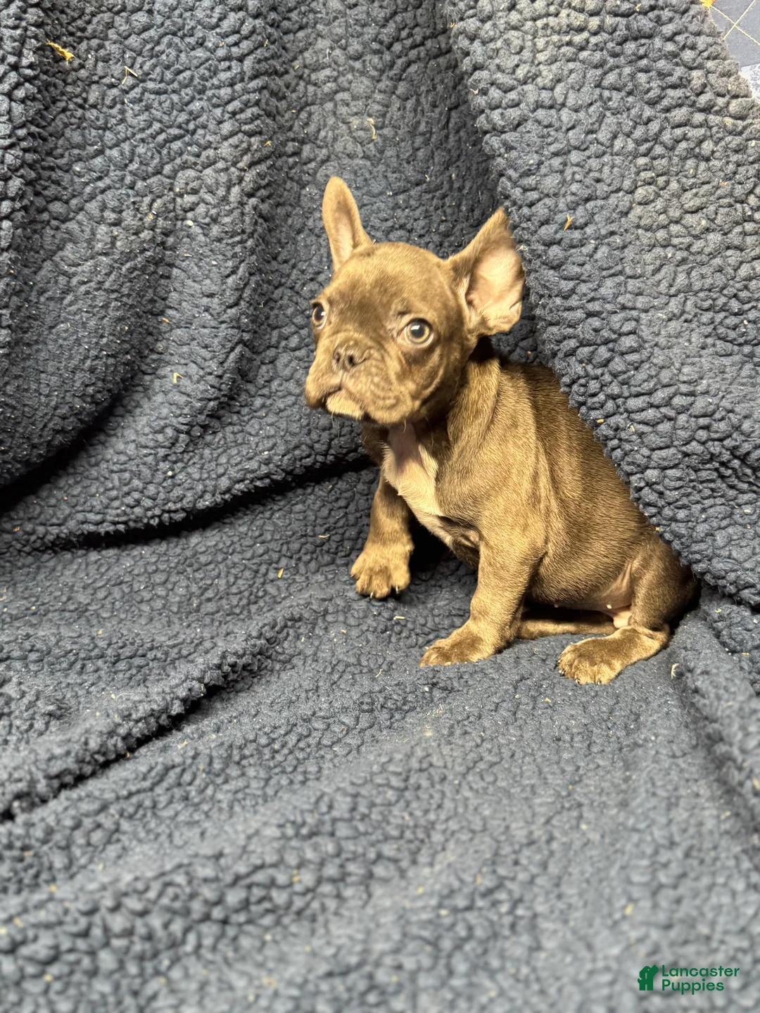 French Bulldog dogs for sale: Cookie - Ad 2