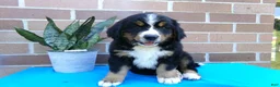 Bernese Mountain Dog dogs for sale: Trinity - Ad 6