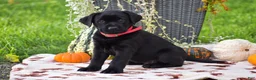 Labrador Retriever dogs for sale: Chelsea - Ad 3