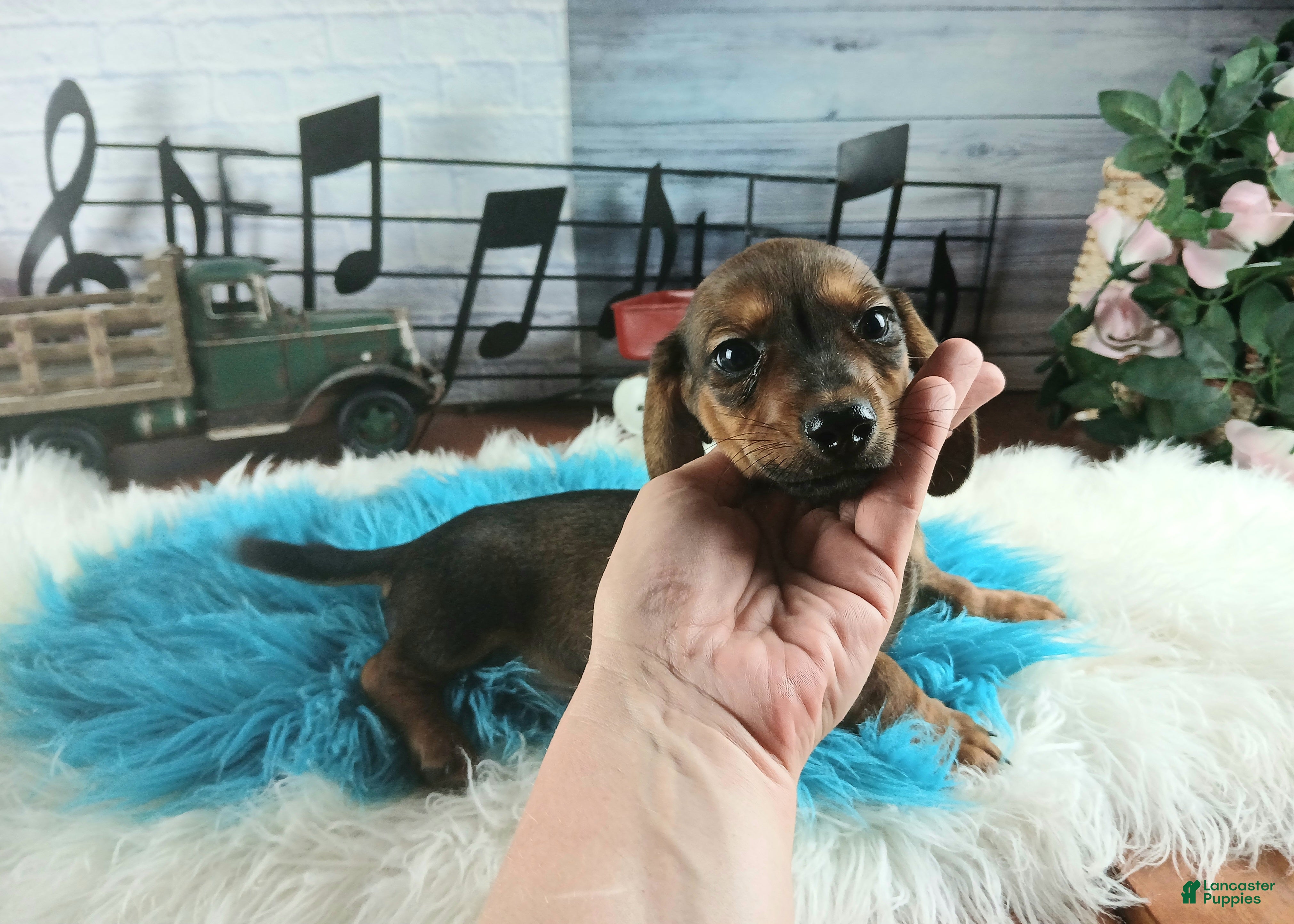Dachshund dogs Gloria's darkest wild boar boy. Hand delivery  - Ad 2