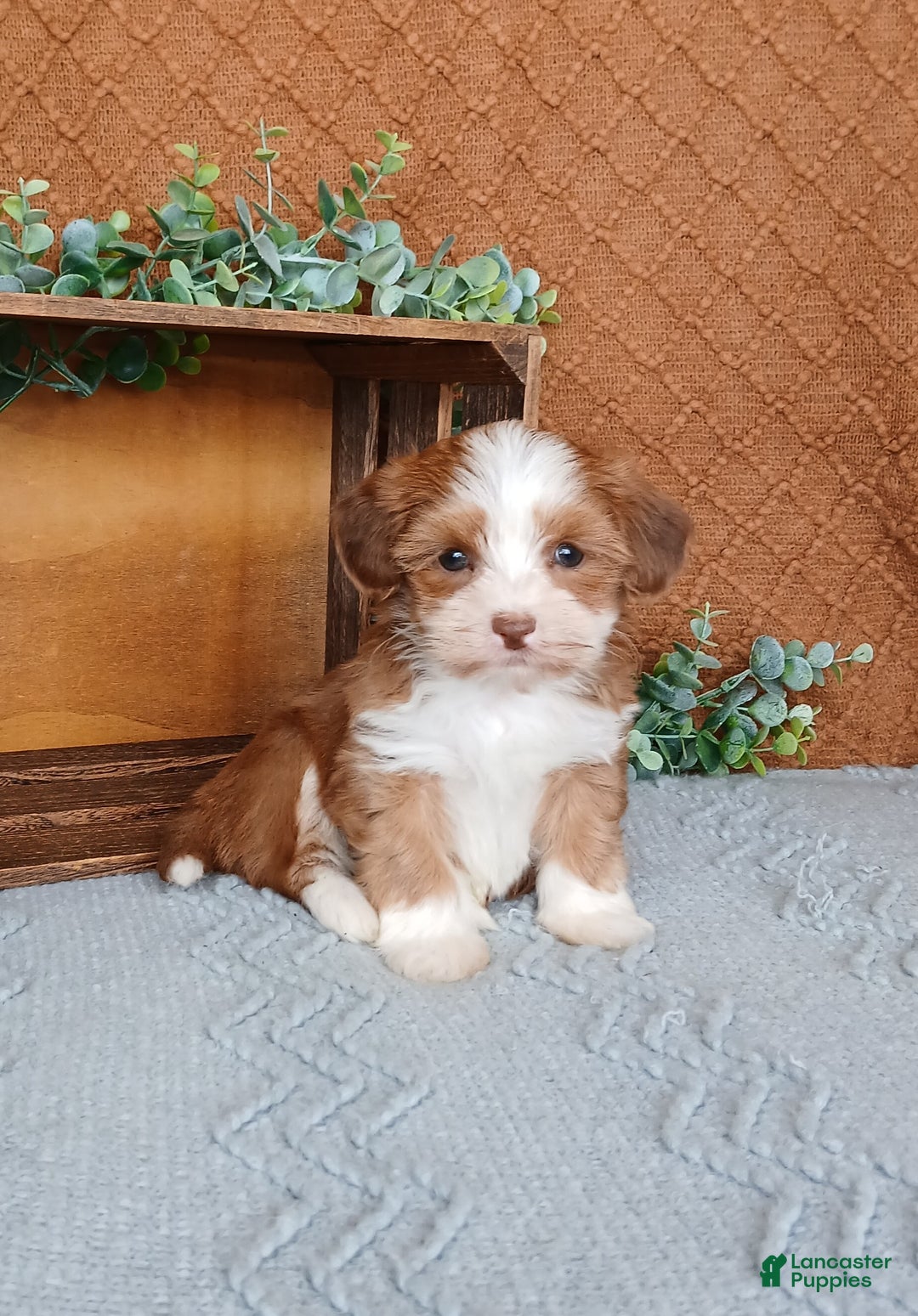 Havanese dogs for sale: Jayce  - Ad 2