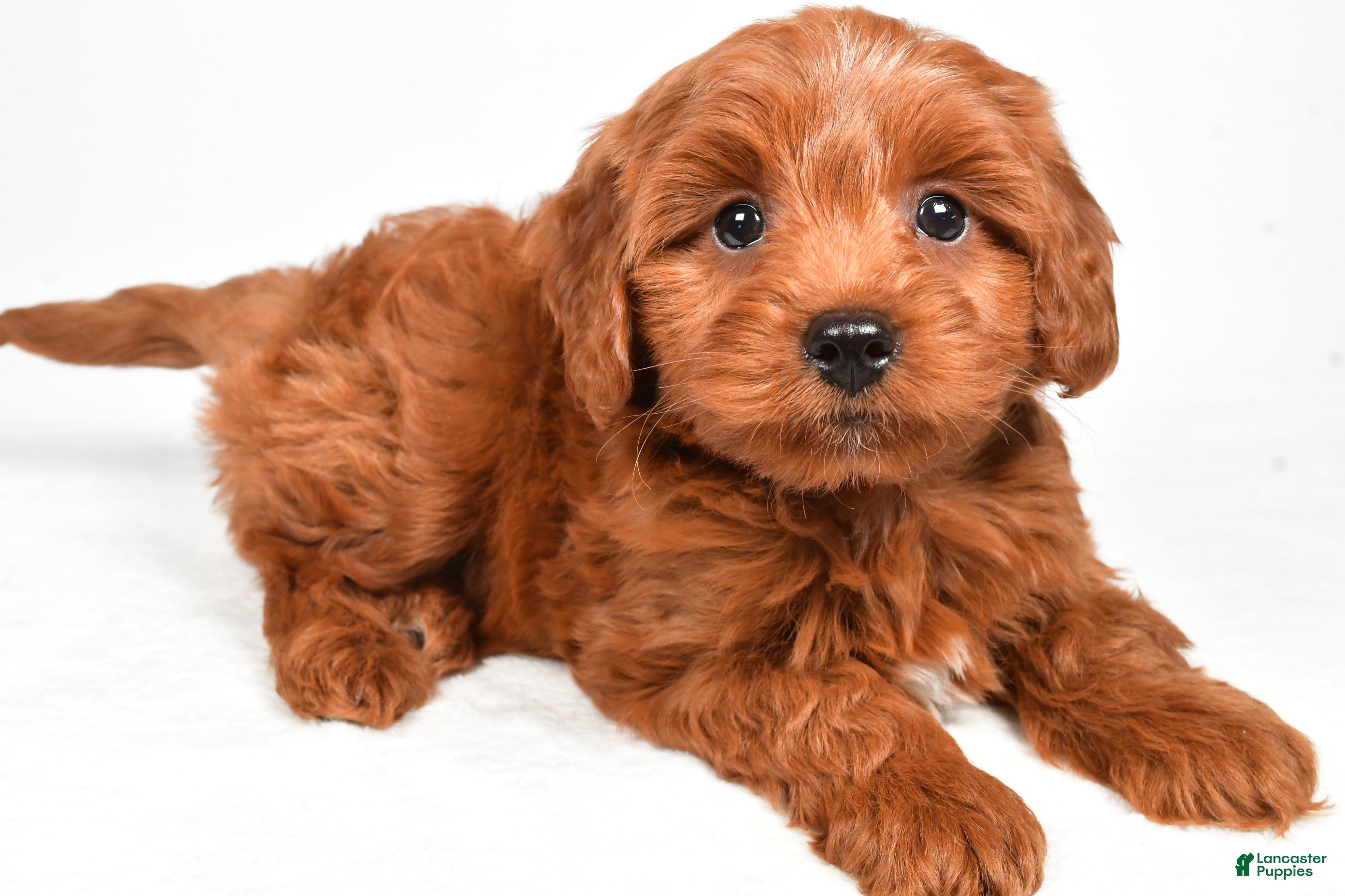 Cavapoo dogs Harley - Ad 1