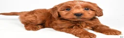 Cavapoo dogs for sale: Harley - Ad 1