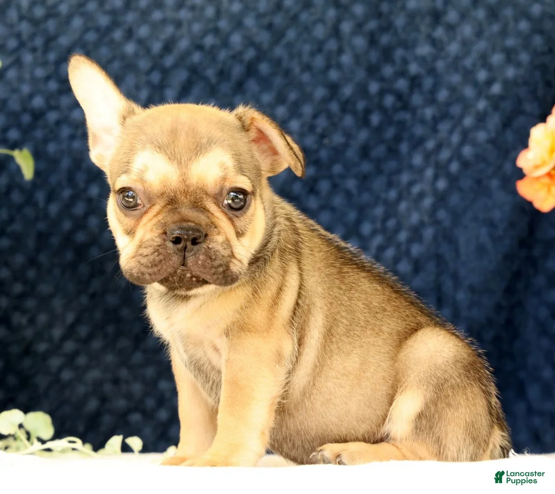 French Bulldog dogs for sale: Brooke - Ad 1