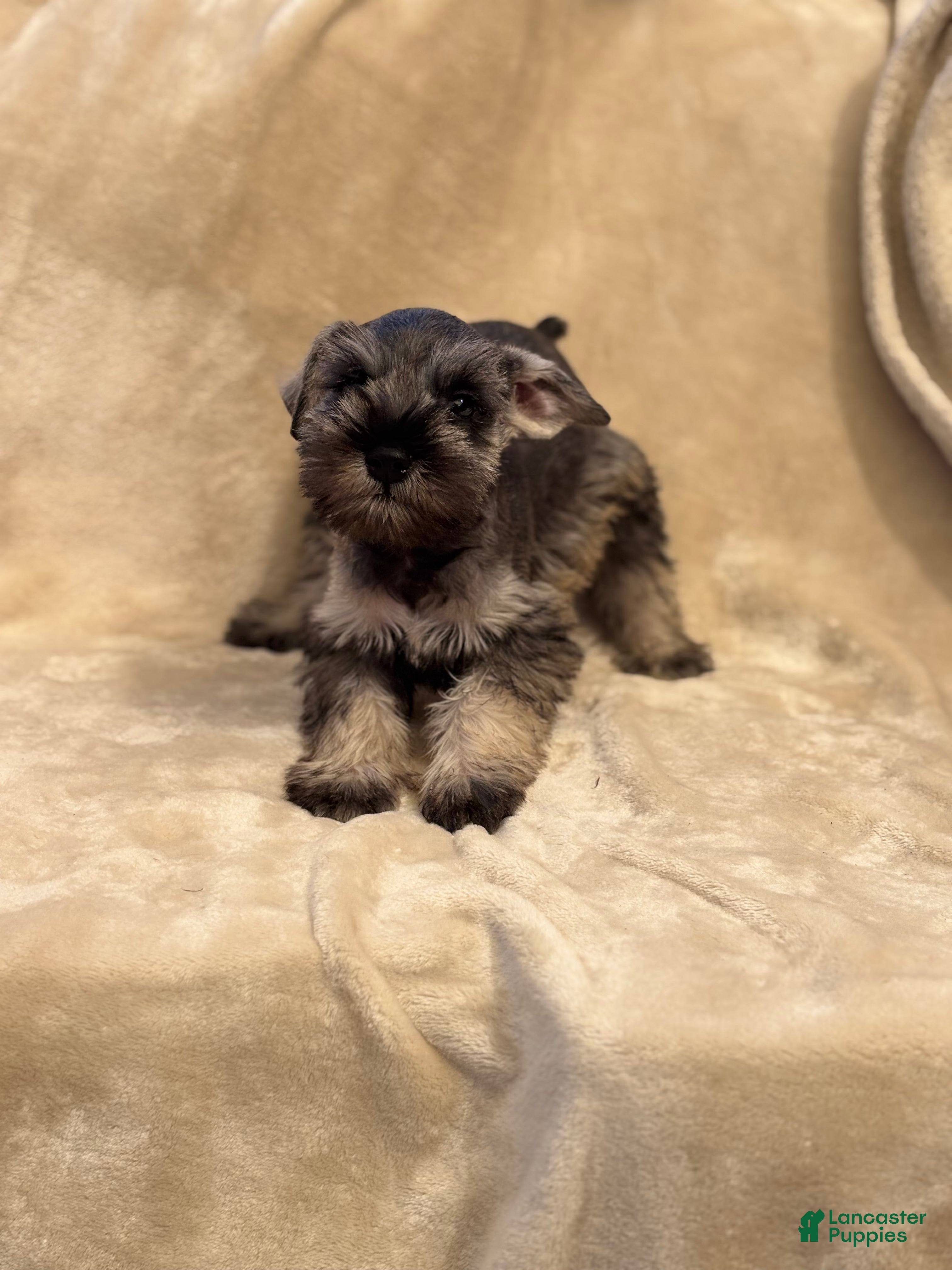 Miniature Schnauzer dogs Margot - Ad 2