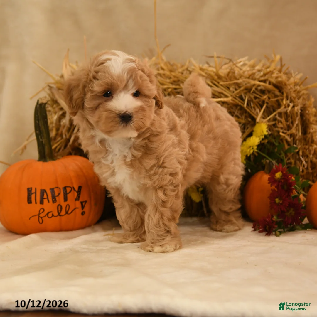 Maltipoo dogs for sale: Jubal - Ad 2