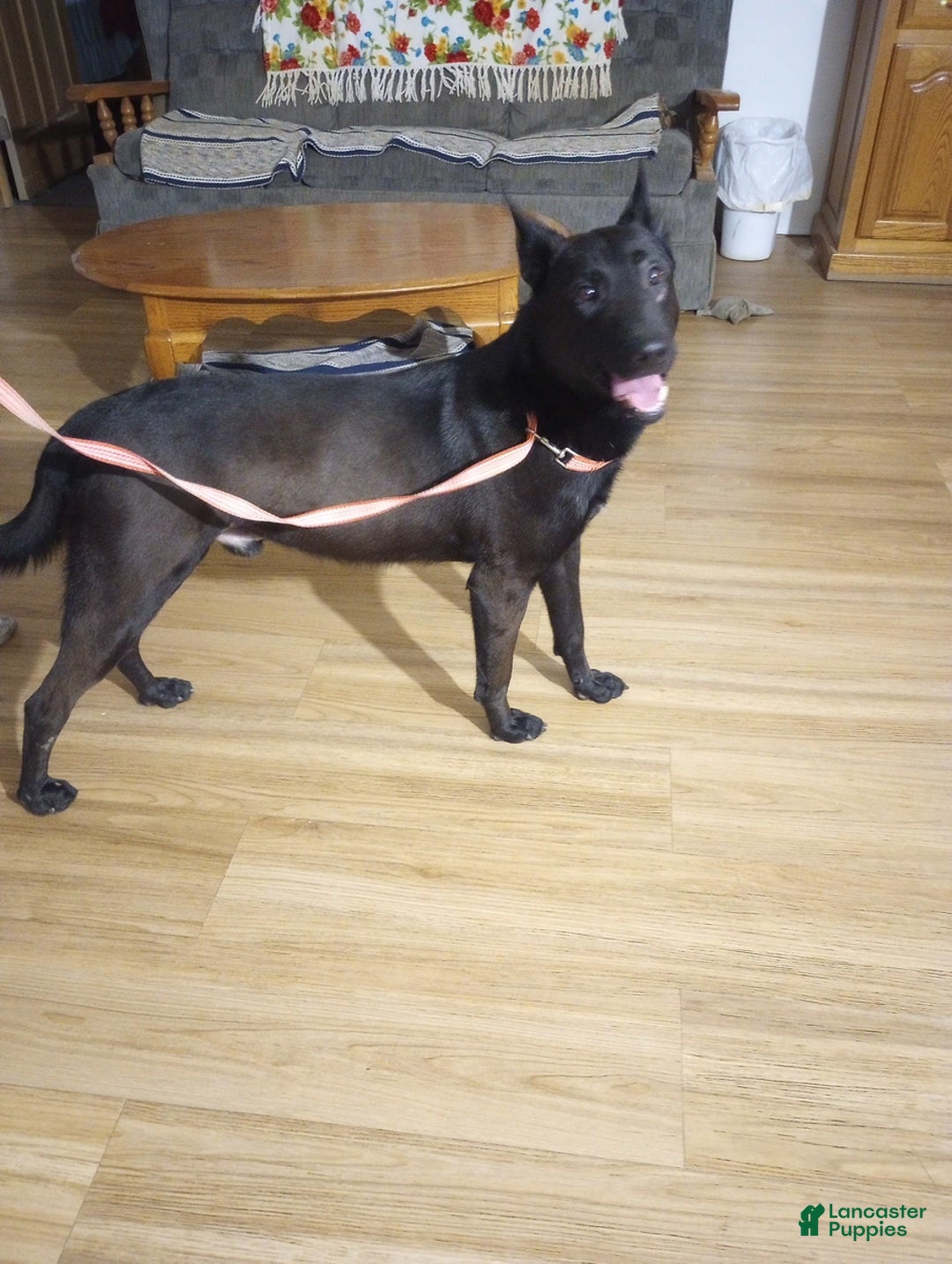 Belgian Malinois dogs for sale: Sarge - Ad 7