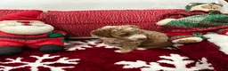 Mini Goldendoodle dogs for sale: Mini Goldendoodle Prince Charming - Ad 6