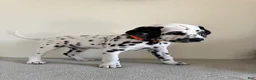 Dalmatian dogs for sale: Dalmatian Puppy 5 - Ad 4