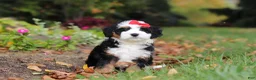 Mini Bernedoodle dogs for sale: Miley - Ad 9
