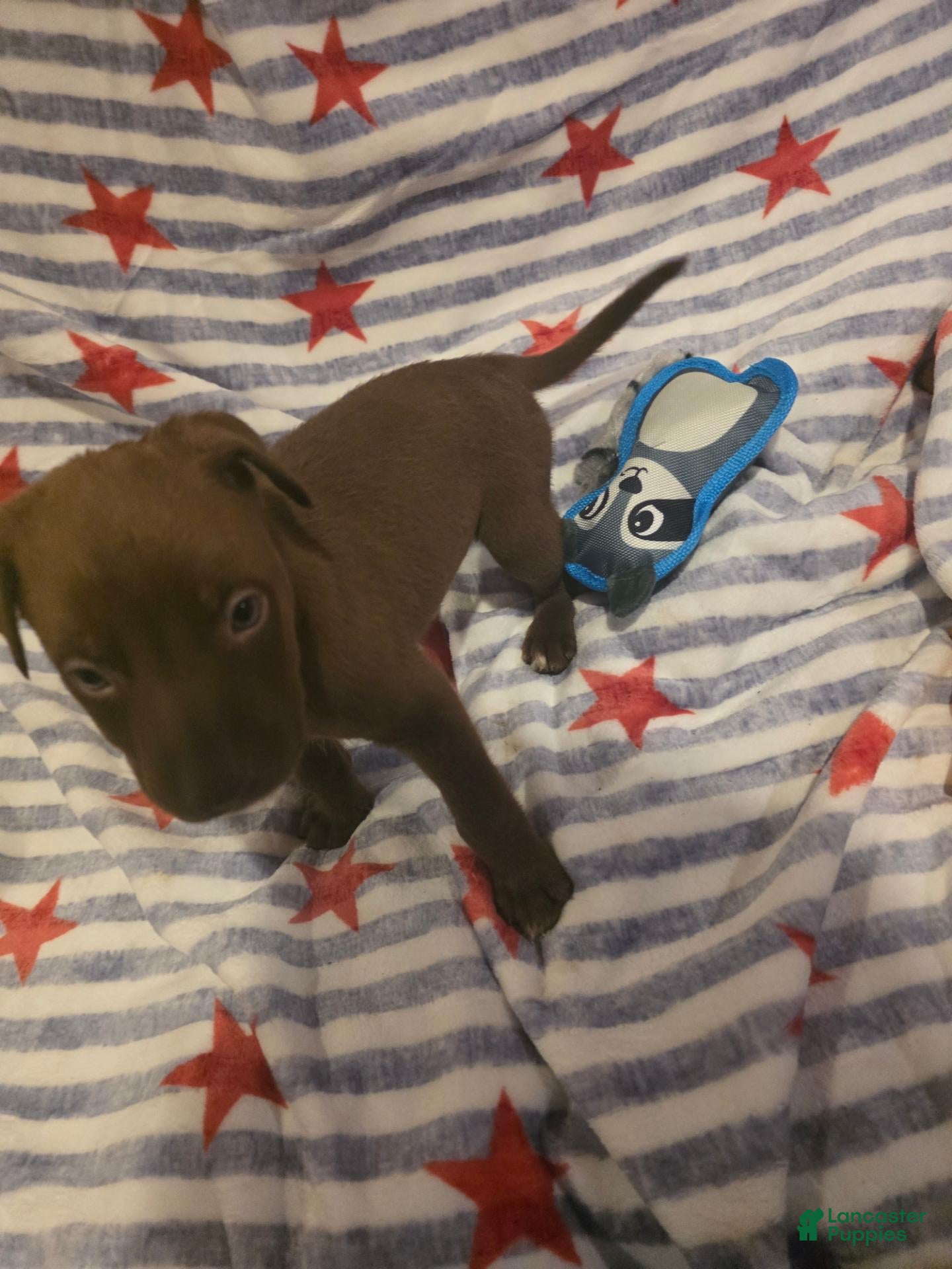 Mixed Breed dogs Mixed Breed 9 - Ad 1