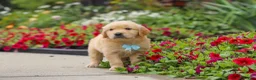 Golden Retriever dogs for sale: Banjo - Ad 4