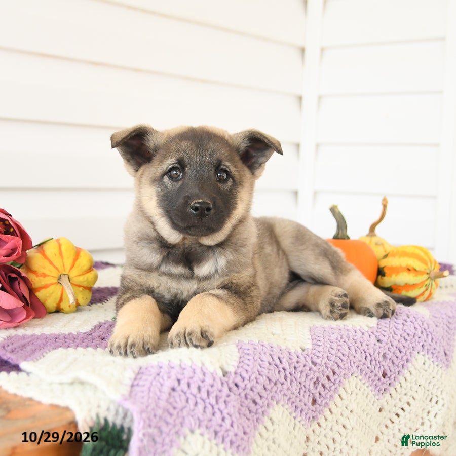 Mixed Breed dogs for sale: Addy - Ad 2