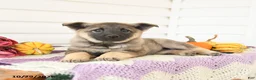 Mixed Breed dogs for sale: Addy - Ad 2