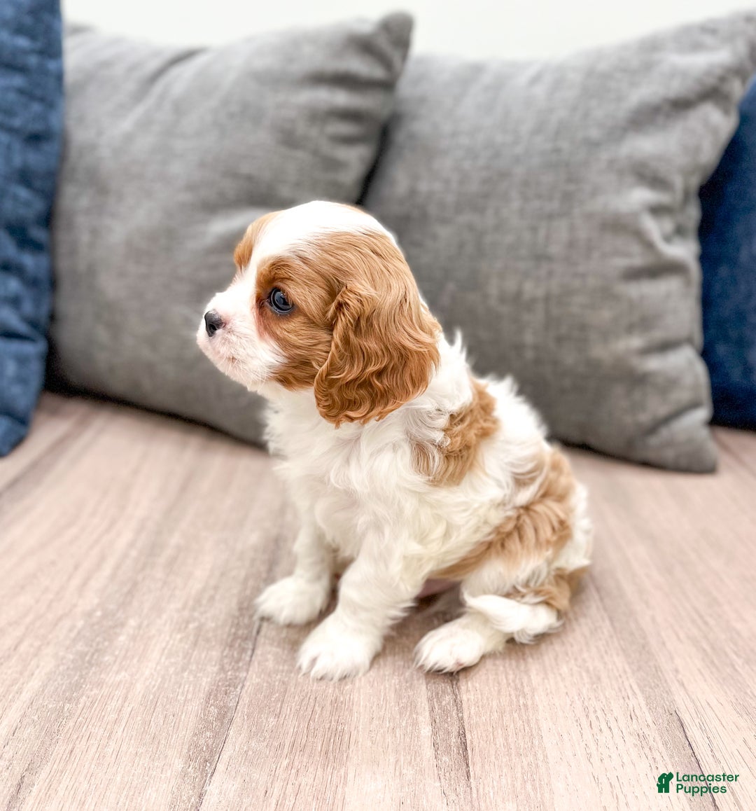 Cavalier King Charles Spaniel dogs for sale: Cooper - Ad 3