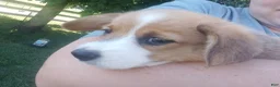 Welsh Corgi Pembroke dogs for sale: Maddie  - Ad 13
