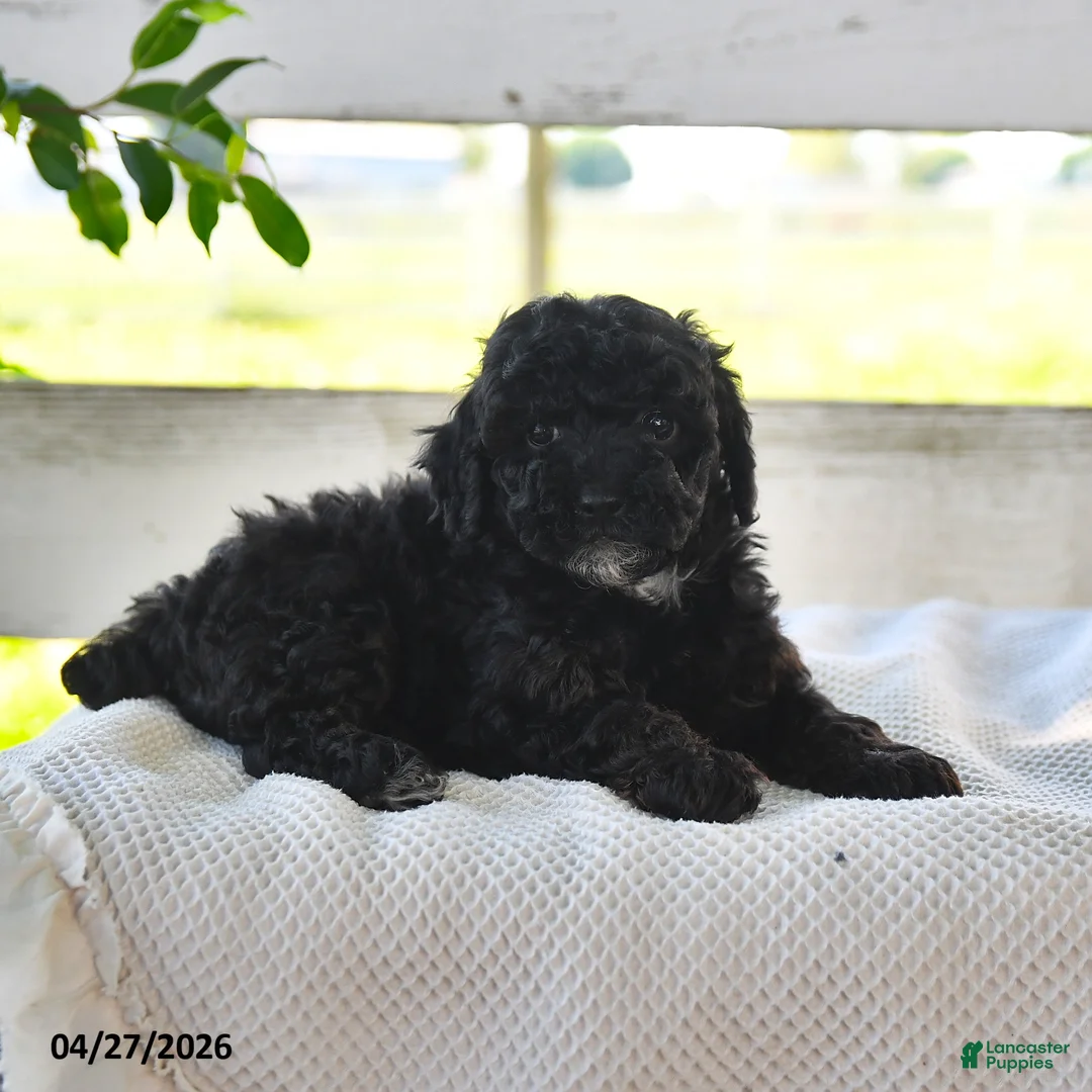 Miniature Poodle dogs for sale: Brenda - Ad 3