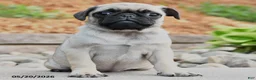 Pug dogs for sale: Jane - Ad 2