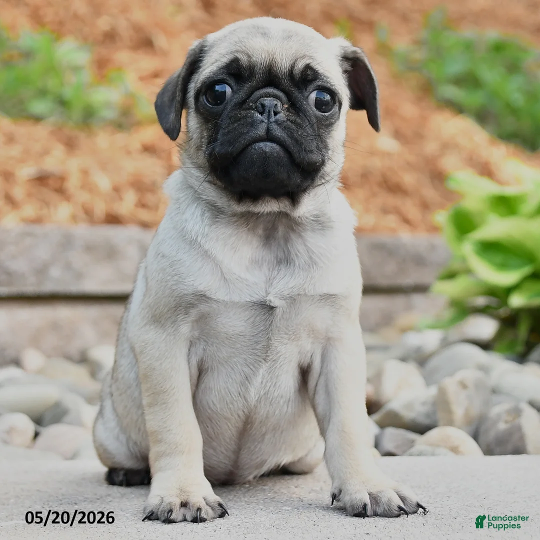 Pug dogs for sale: Jane - Ad 2