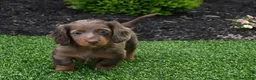 Miniature Dachshund dogs for sale: AKC Rowdy - Ad 8