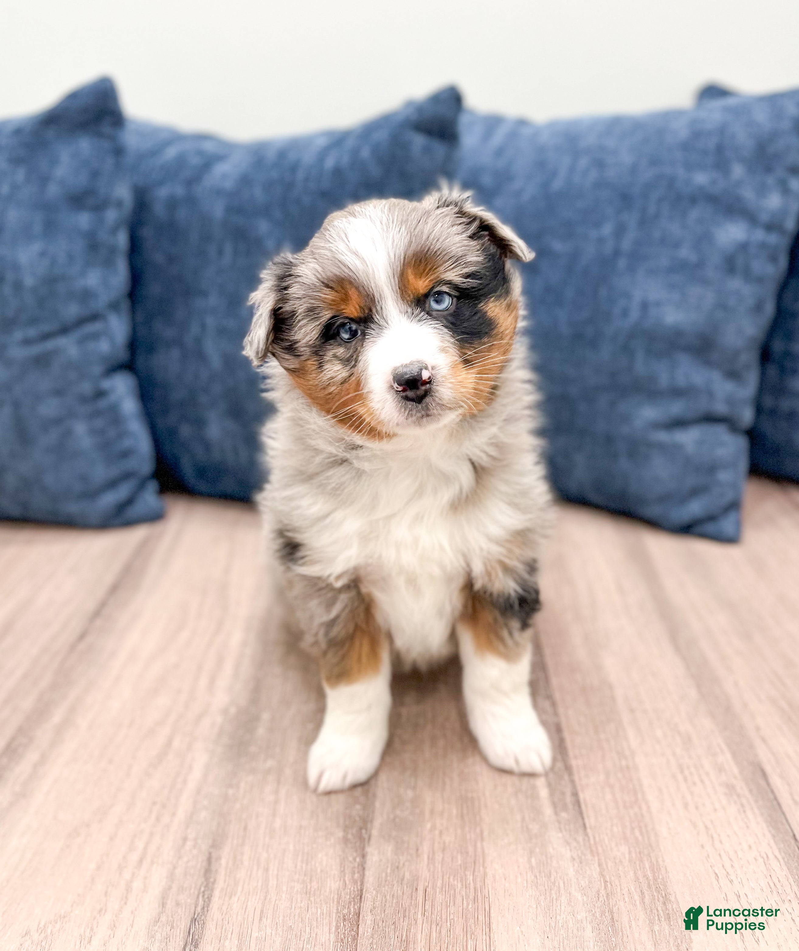 Miniature Australian Shepherd dogs Ashley - Ad 35