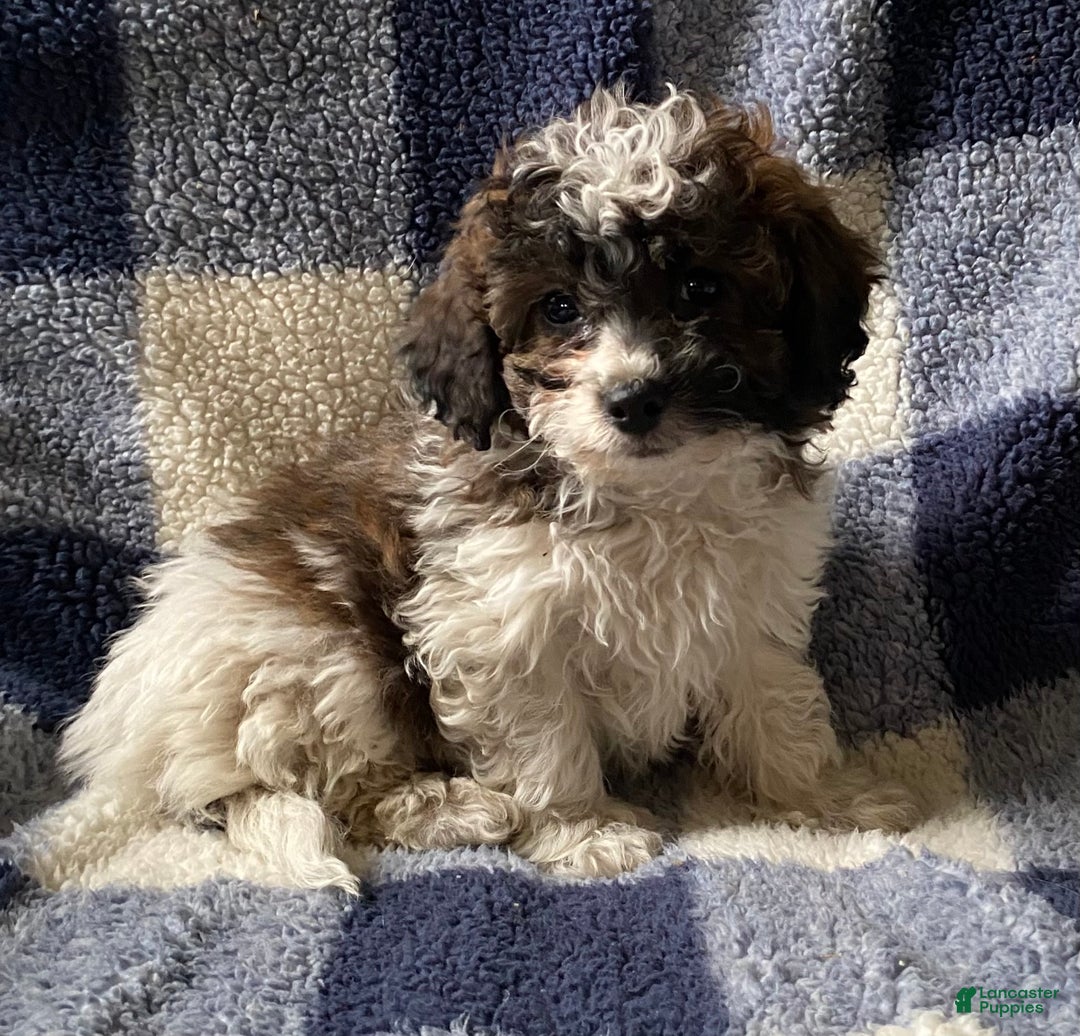 Cavapoo dogs for sale: Hank - Ad 6