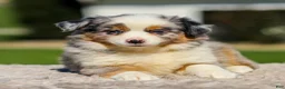 Miniature Australian Shepherd dogs for sale: Harmony - Ad 8