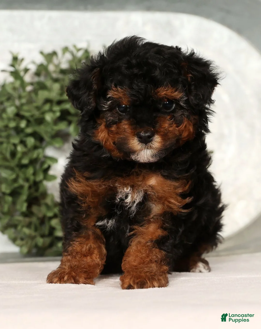 Toy Poodle dogs for sale: Marshey - Ad 1