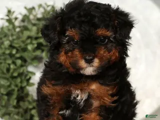 Toy Poodle dogs Marshey - Ad 2