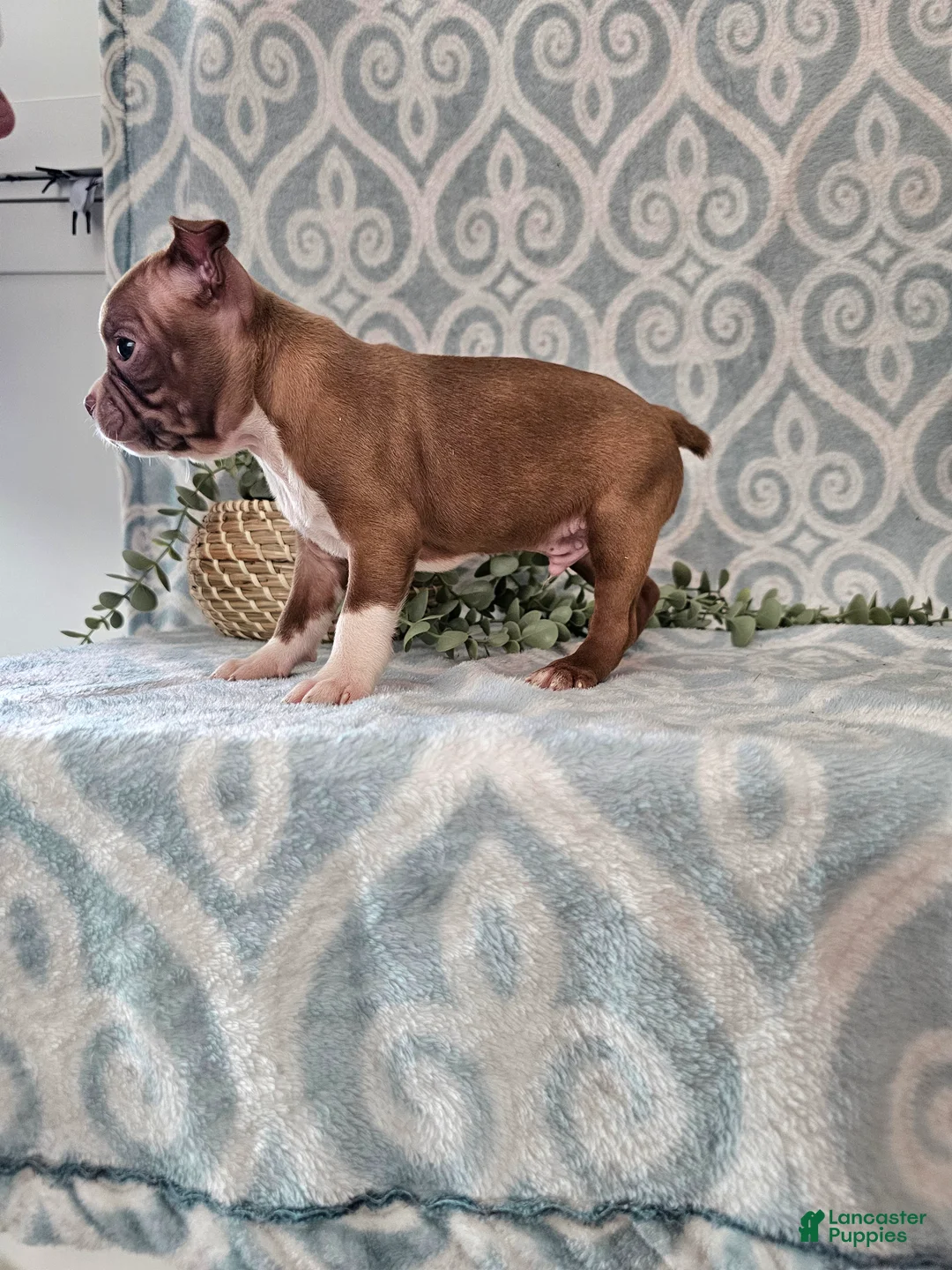 Boston Terrier dogs for sale: Jasper - Ad 8