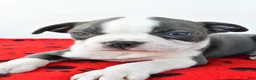 Boston Terrier dogs for sale: Remington  - Ad 5