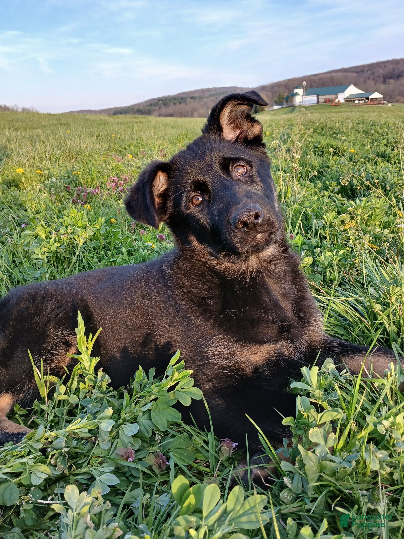 German Shepherd dogs Harper - Ad 1