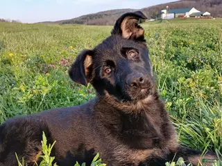 German Shepherd dogs for sale: Harper - Ad 3