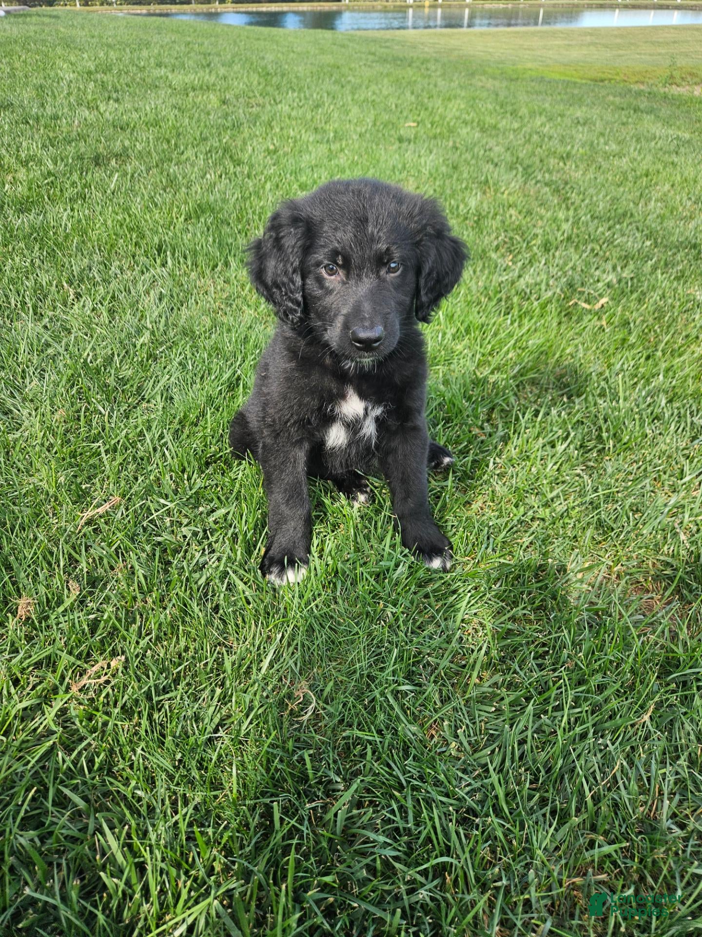 Mixed Breed dogs  Max - Ad 1
