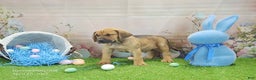 Mixed Breed dogs for sale: 2025 Bloodahoula Male 3 "Finn" - Ad 3