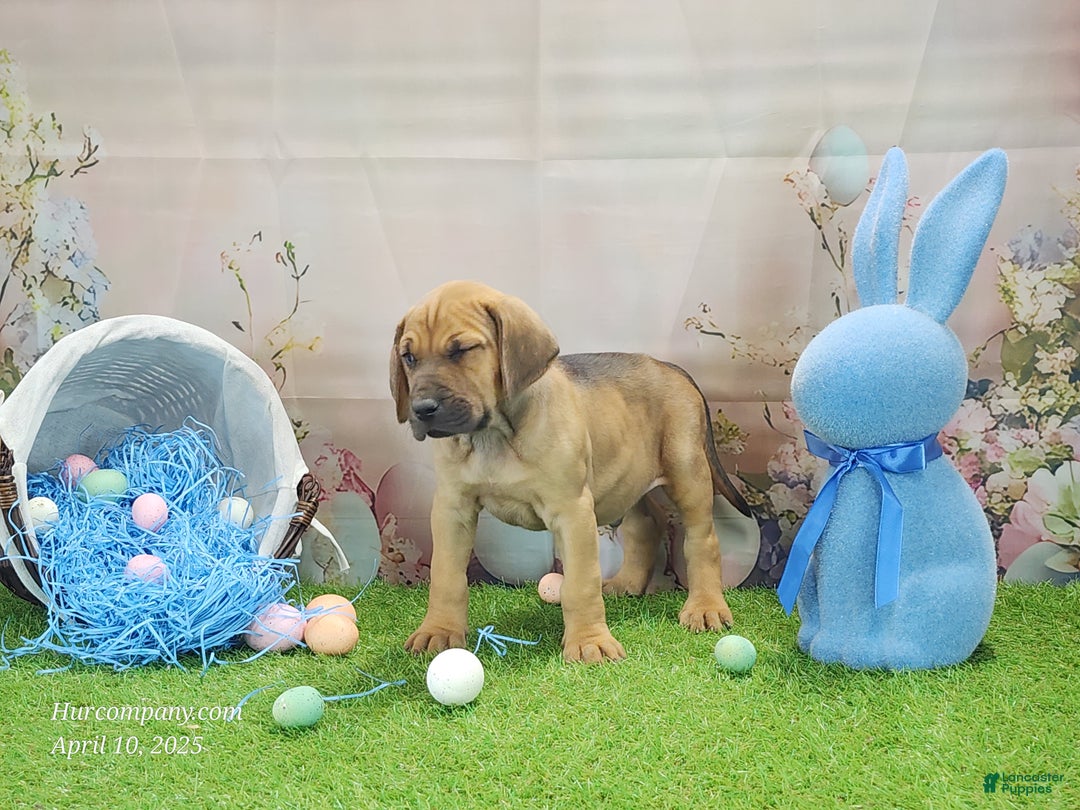 Mixed Breed dogs for sale: 2025 Bloodahoula Male 3 "Finn" - Ad 3