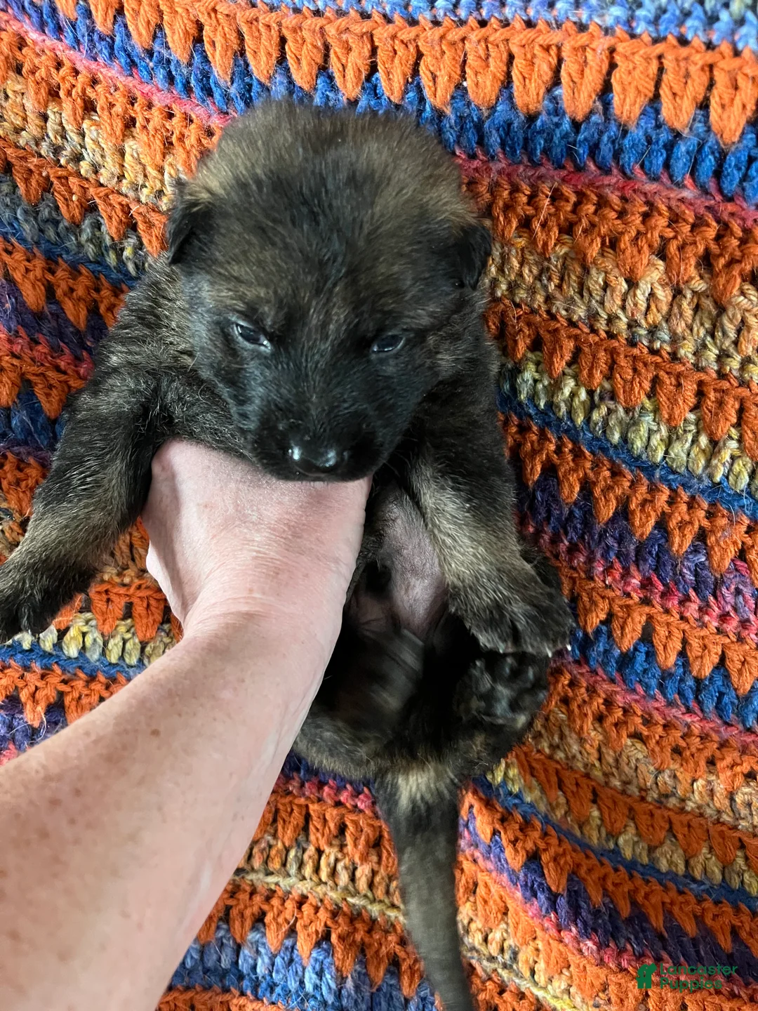 German Shepherd dogs for sale: German Shepherd Puppy 2 - Ad 2