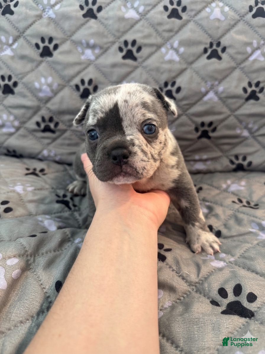 Mixed Breed dogs Black Merle Split Face, Micro Bully Female - Ad 17