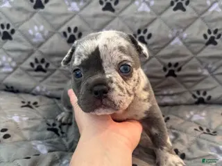 Mixed Breed dogs Black Merle Split Face, Micro Bully Female - Ad 17