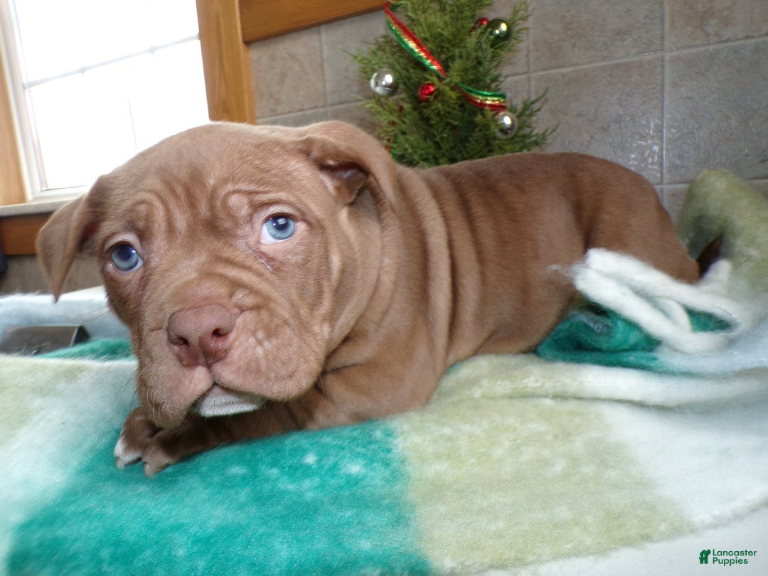 American Bully dogs for sale: American Bully Puppy 4 Marlo - Ad 2