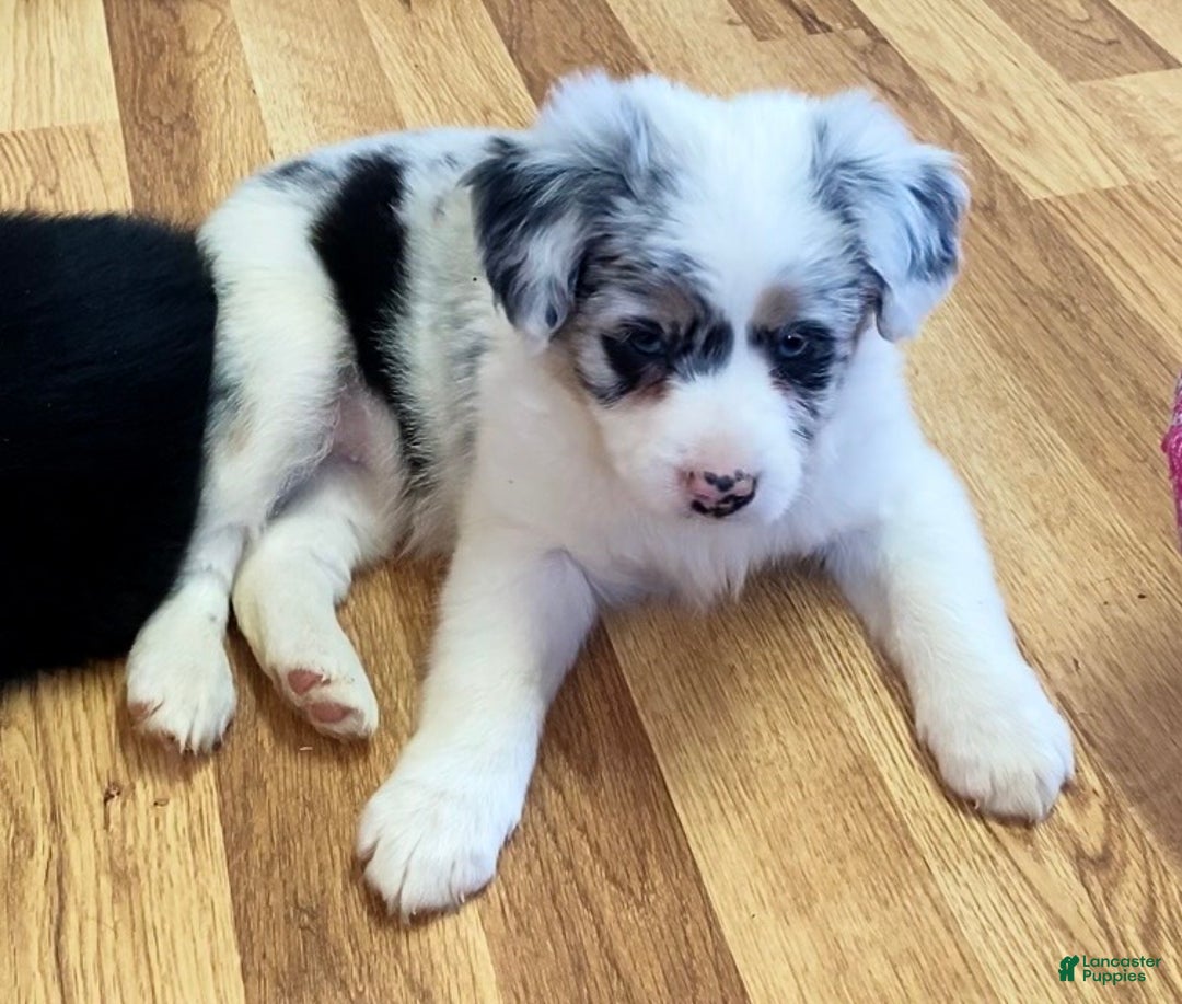 Mini Aussiedoodle dogs for sale: Millie - Ad 2